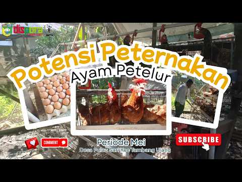 Potensi PETERNAKAN Ayam Petelur Desa Pulau Sari
