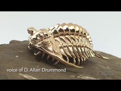 Trilobites So Real They Practically Squirm