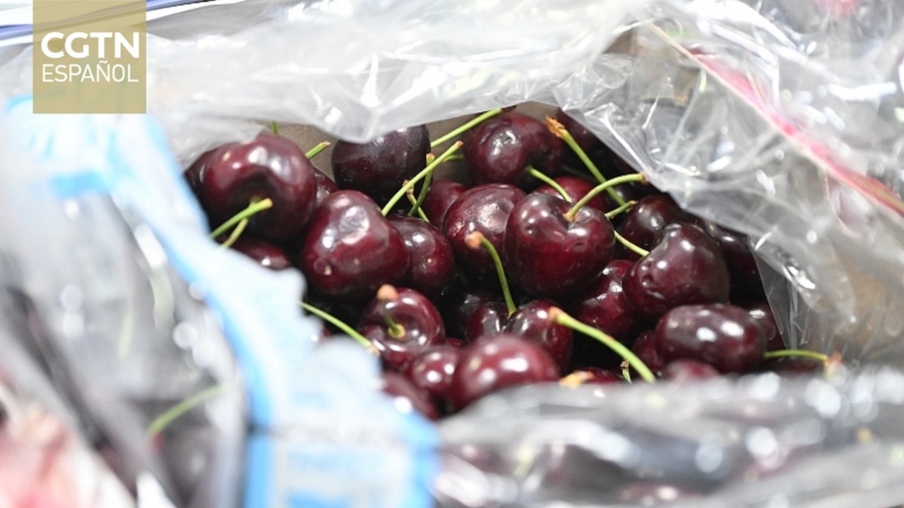 La industria de las cerezas de Chile busca seguir fortaleciendo su liderazgo en