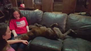 Foal thinks it's a dog