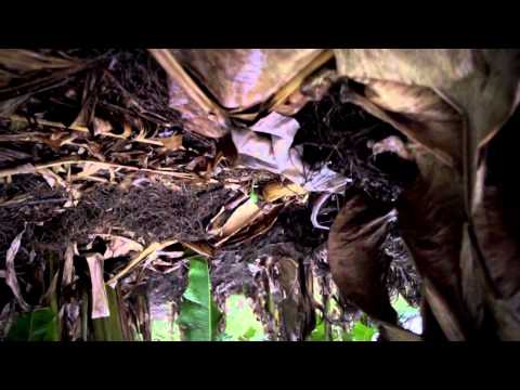 Unforgiven: Rwanda - Trailer - Stockholm International Film Festival