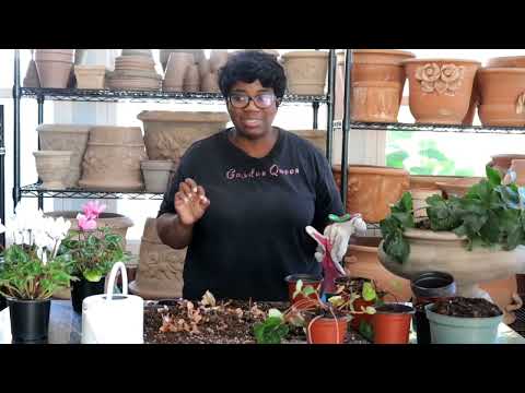 Clycamen Out of Dormancy 🌸/ Potting Up a Blood Good Orange 🍊Hummingbird  Garden Queen