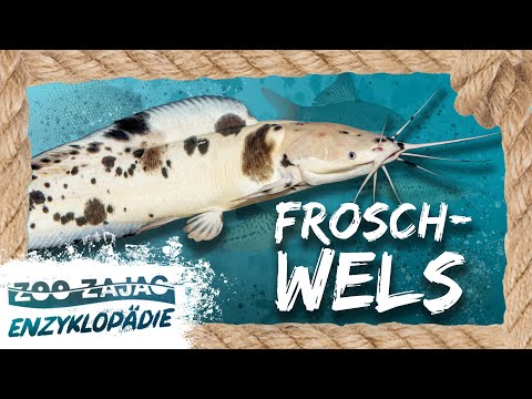 FROSCHWELS | FISCHENZYKLOPÄDIE | Zoo Zajac