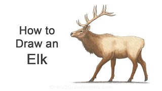 How to Draw an Elk