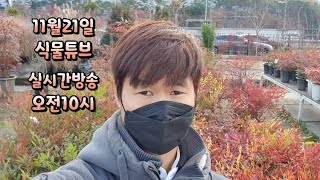 11월 21일 토요일 식물아빠와 수다 떨어봐요~ #양재꽃시장 #식물튜브 #plant tube