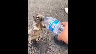 Garota Gentil Ajudou o Filhote da Mamãe Esquilo 🐿❤️