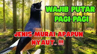 Download lagu murai batu gacor AMPUH buat PANCINGAN murai batu agar NYAUT bunyi gacor mp3