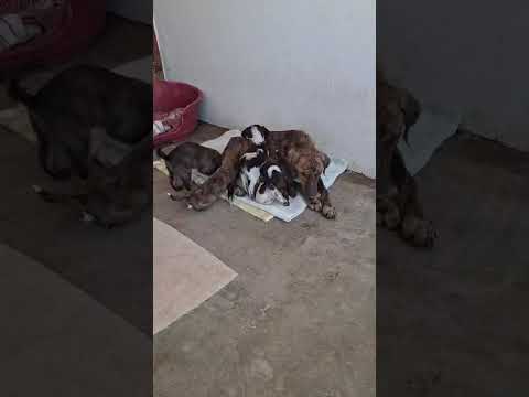 Vídeo de GRETA