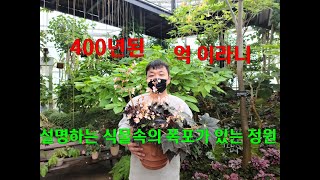 설명하는 식물속에 비경이 있는 아름다운 정원