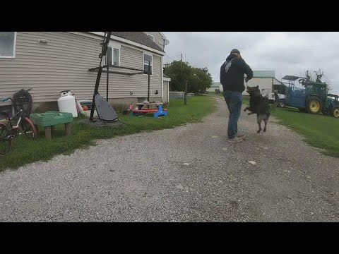 Maine deputy and his K-9 become Tik Tok famous