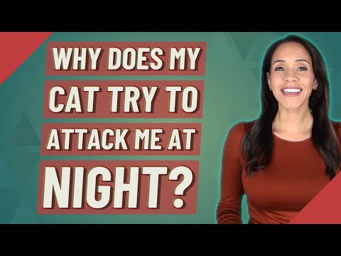 Why does my cat try to attack me at night?