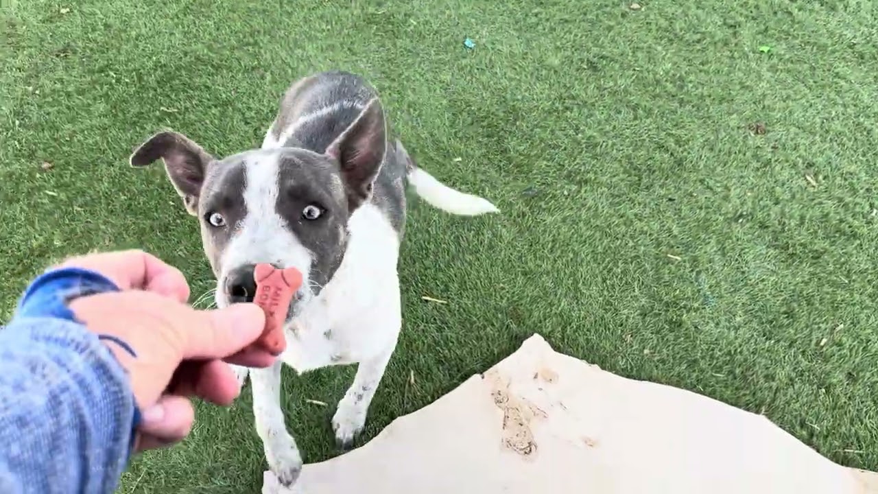 Gurdy, an adopted mixed breed in Wasco, CA video 6/6