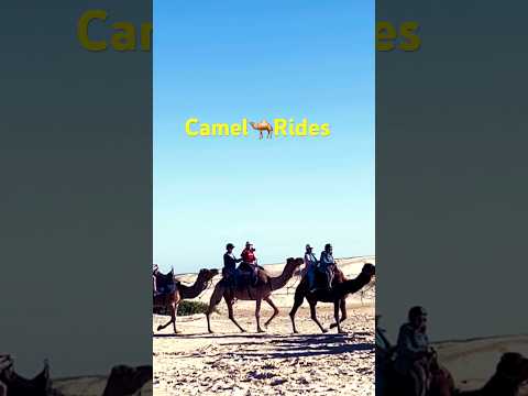 Camel🐪Rides #shorts #shortvideo #shortsfeeds