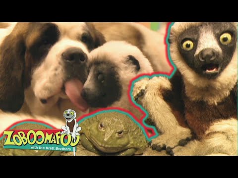 Slimy buddies | Zoboomafoo - WildBrain | Movies for Kids