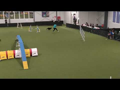 Zille A1 agilty 2. futam Smaragd szezonzáró 2023.10.28.