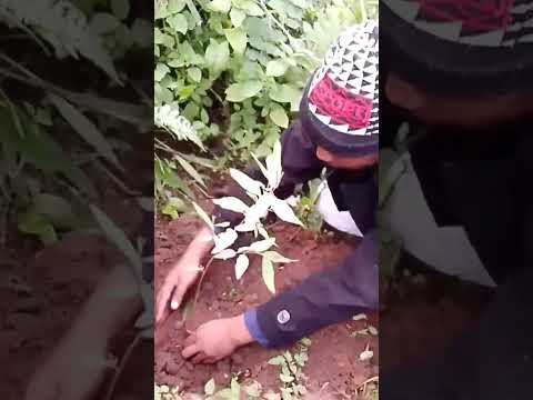 Plant 20000 Trees to Restore Saadani Nature Forest