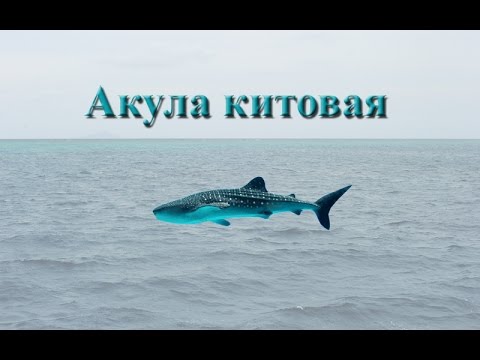 Русская Рыбалка 3.99 Акула китовая