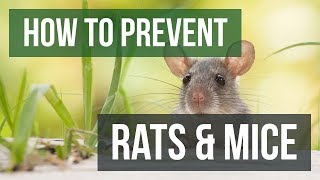 How to Prevent Rats & Mice