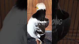 Download lagu Jalak hongkong mp3