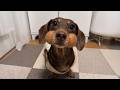 Funniest Dogs Being Absolutely Hilarious Funny ANIMAL Videos 2026