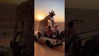 Giraffe Attack and run while picks women.