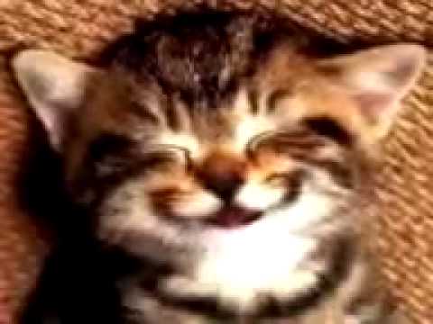 Funny cat Meow
