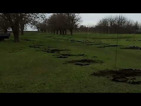 am ajuns la ultimi pomi pe ziua de azi pe islazul nostru TEI SI CARPEN