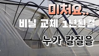 미처요 !! 비닐 교체 1년 된것 누가 칼로 그은 것인가 ?  비닐 보수 작업