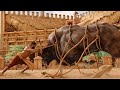 Bull Fight scene | Bahubali : the beginning