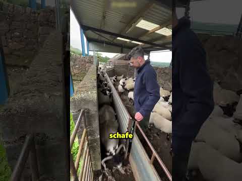 Die Aufgabe dieses Jungen ist es, die Schafe zu trennen 😲