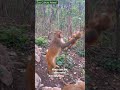 The Tough Love of Rhesus Macaque Parenting!