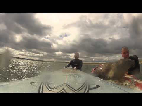 BABY SEAL comes surfing! :) ©matthew stanley