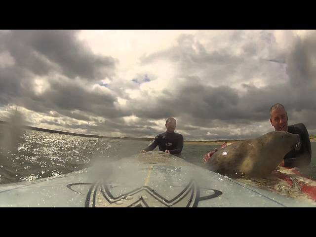 BABY SEAL comes surfing! :) ©matthew stanley