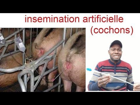 , title : 'insemination artificielle des truies (femel kochon)-I'