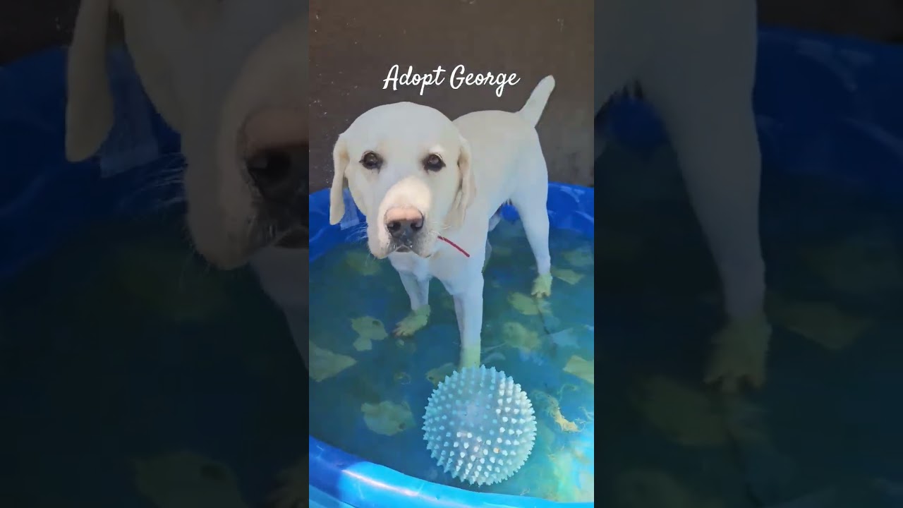 Enlarge George sweet boy waterdog, a ADOPTABLE Yellow Labrador Retriever in Huntington Beach, CA video 2/2