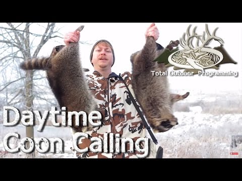 Daytime Coon Calling Tips - Hunting Raccoons with an electronic Predator Caller