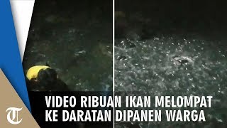 Viral Video Ribuan Ikan Berlompatan ke Daratan, Warga Kampung Heboh Panen Dadakan
