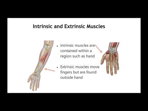 NAU Bio 201 Lab 7 – Muscles of the Lower Limb
