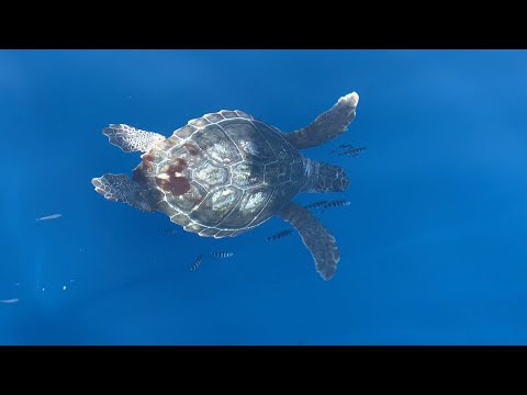 SIONNA SUMMER 2020 - PART 1 - The Great COVID escape