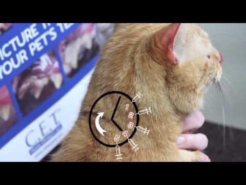How to Give Insulin Injections to Diabetic Pets