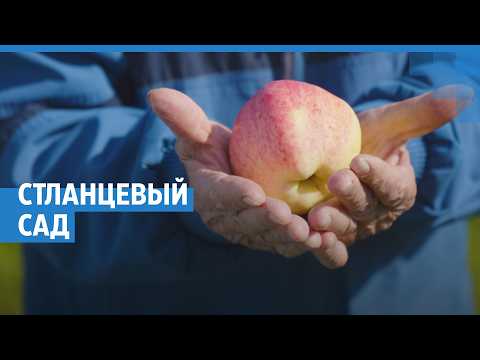 «С одного дерева — 210 килограммов». Огромный урожай БОЛЬШИХ яблок