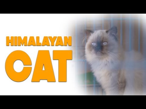Himalayan Cat :  Characteristics & Facts