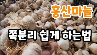 홍산마늘 쪽분리 언제 심는게 좋을까?