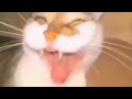 Orange Cat Laughing Hard And Evil