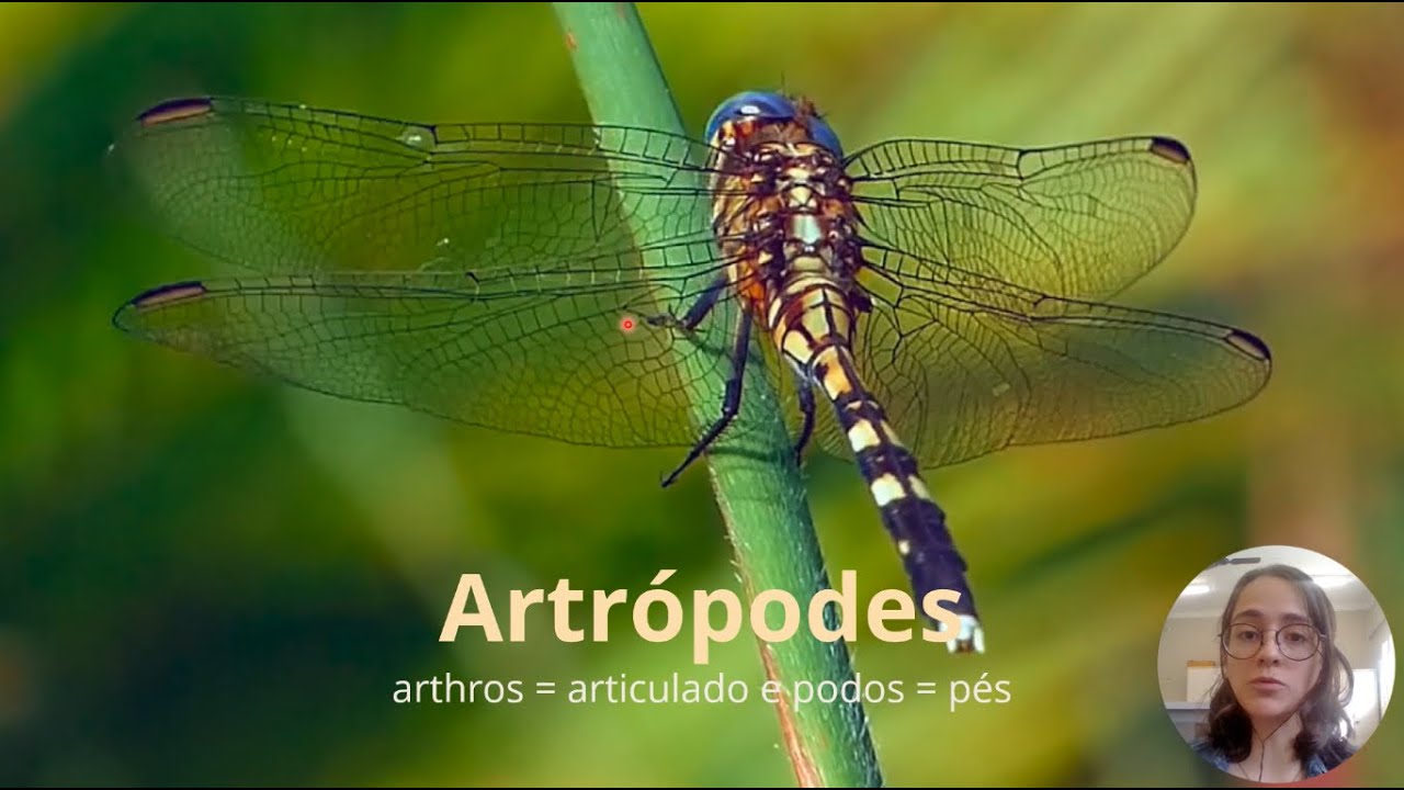 Artrópodes