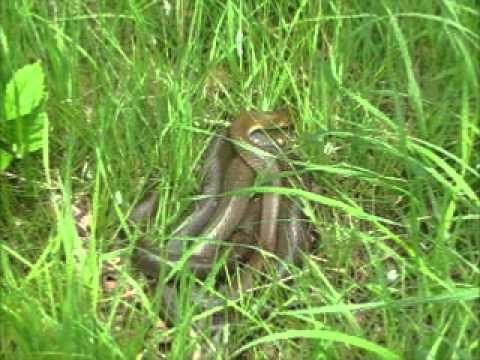 Užovka stromová (Zamenis longissimus) — populácia v UK