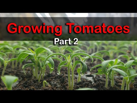 How To Reuse Old Potting Soil FOUR ways