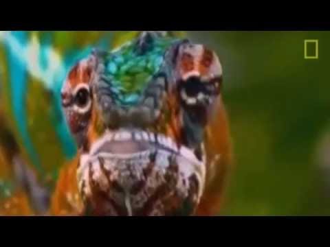 Expedition ins Tierreich - Der weiße Löwe [Dokumentation deutsch HD]