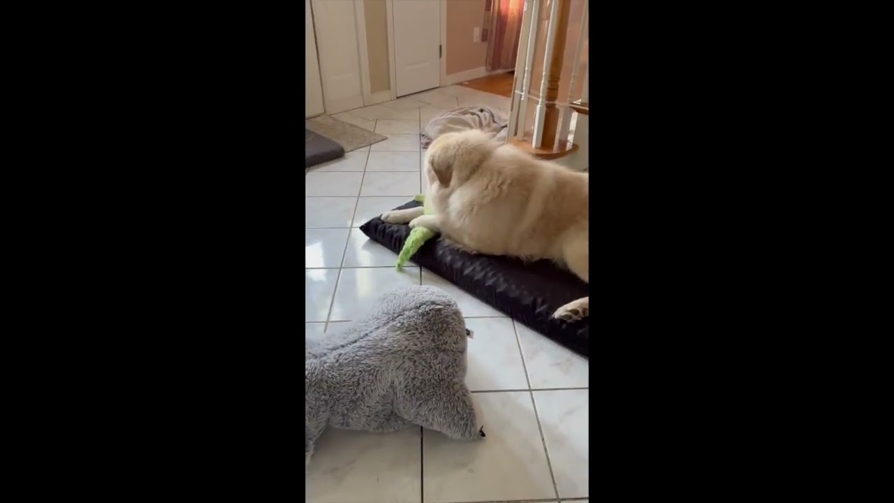 Enlarge Martimus in CT - Spectacularly Social & Sweet!, an adopted mixed breed in Putnam, CT video 4/4