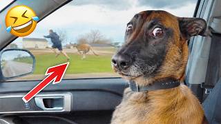 Funniest Animal Videos 2026 😂 Animals Being Completely Unpredictable